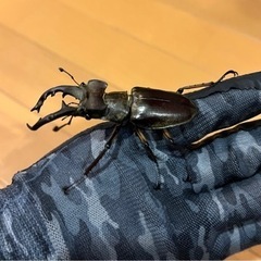 県内採取❗️天然ミヤマクワガタ❗️オス❗️67ミリ‼️