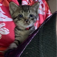 一匹から里親募集中