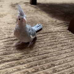 【里親様が決まりました】オカメインコ　ホワイト系