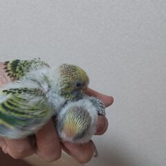 生後１か月のセキセイインコの兄弟（姉妹）です．