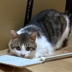 里親様が決まりました！【譲渡未完了】