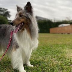 8/20日　人狼ゲームを一緒にやりましょう！ - 中野区