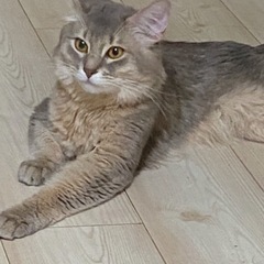 ソマリ ♂甘えん坊の２歳です。小さめかと思います。