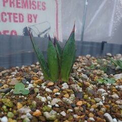 アガベ　２種類　多肉植物