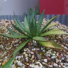 アガベ　２種類　多肉植物の画像