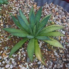 アガベ　２種類　多肉植物の画像
