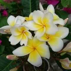 フラ🌺(水)🔰初級向けクラス　🌺申込締切1週間前の画像