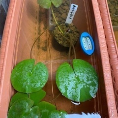 睡蓮　サイアムニンフ　ポット苗　ビオトープに