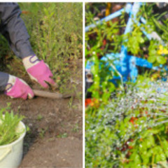 【30分／1袋1250円！】草むしり（45Lのゴミ袋使用）&除草...