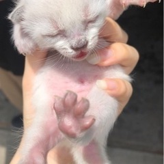 里親決まりました。ありがとうございます✨ - 倉吉市