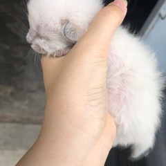 里親決まりました。ありがとうございます✨ - 猫