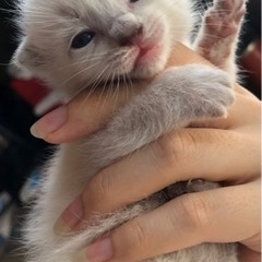 里親決まりました。ありがとうございます✨