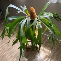 観葉植物　コウモリラン　ビカクシダ