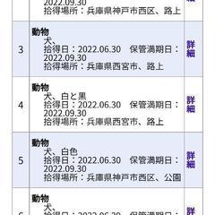  【兵庫県】【犬】明石市  新しく保護された迷子犬  