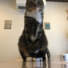 探し猫