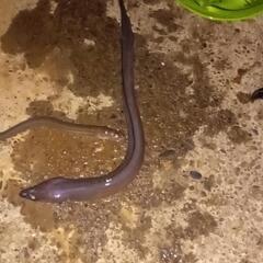 穴子釣り