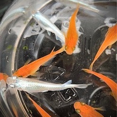 夏のお買い得セール❗️(終了)幹之・紅帝、1,800円