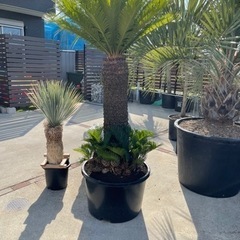 ソテツ、子株いっぱい！！植え込み＋配送コミコミ、クレーンで吊り上げ