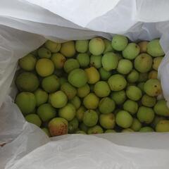 梅もぎたて 約10キロ(決まりました)