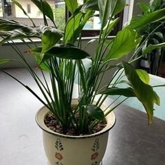観葉植物　スパティフィラムの画像