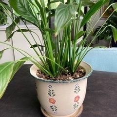 観葉植物　スパティフィラム