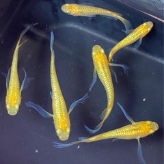 メダカ販売、めだかすくい大会 - その他
