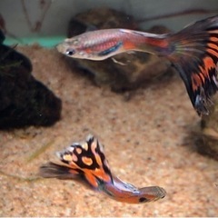 【取引予定者決定】ミックスグッピー  稚魚　20-30匹程度