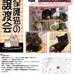 保護猫の譲渡会
