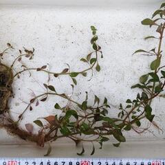 水草　アメリカミズユキノシタの画像