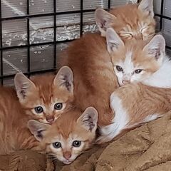 野良猫が産んでしまいました。