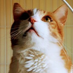 コロナ禍の中で一人でウクレレの練習をしていた人達へ