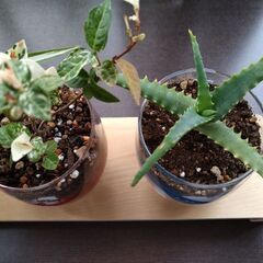 （取引中）ミニ植木３個（ハツユキカズラ、アロエ、オリズルラン）と手作りミニ置物台　のセット　掲載No1の画像