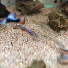 【取引予定者決定】ミックスグッピー  稚魚　20-30匹程度の画像