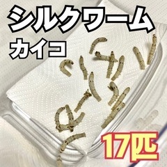 無料✨　シルクワーム　カイコ　蚕