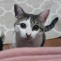 甘えん坊男の子   元完全室内飼い1才