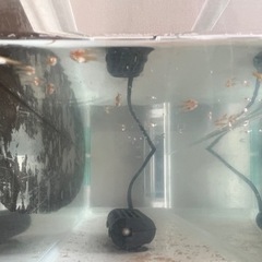 アクアマリンネオングッピー (ブルートパーズグッピー)稚魚の画像