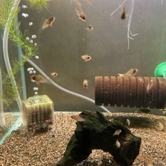 アピストグラマ　ロシタエ（wild）のF1稚魚5匹の画像