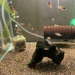 アピストグラマ　ロシタエ（wild）のF1稚魚5匹の画像