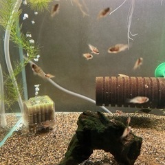 アピストグラマ　ロシタエ（wild）のF1稚魚5匹