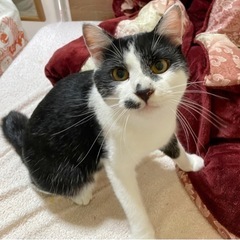 可愛い猫ちゃんの里親募集🐾 - 常総市