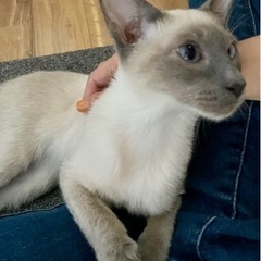 【再掲】オリエンタルショートヘア純血種 - 世田谷区