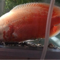 アストロノータス熱帯魚。長さは15cmぐらい