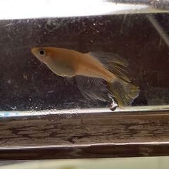 天女半月　幼魚　5匹の画像