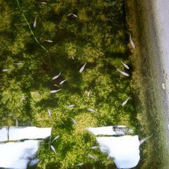 天女半月　幼魚　5匹の画像