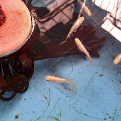 天女半月　幼魚　5匹の画像