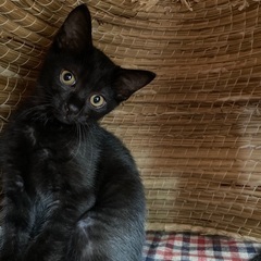 黒猫♀生後4ヶ月ご連絡お待ちしておりますm(_ _)m