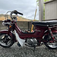 シャリーの画像