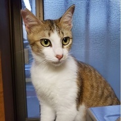 美猫遊ぶの大好き男の子