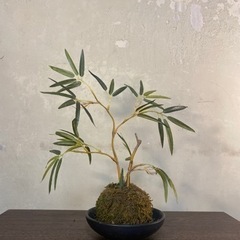 ✅取引決定。竹の苔玉