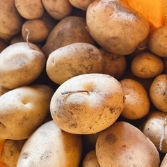 インカのめざめ 幻のじゃがいも 新じゃが 農家直送 採れたての画像